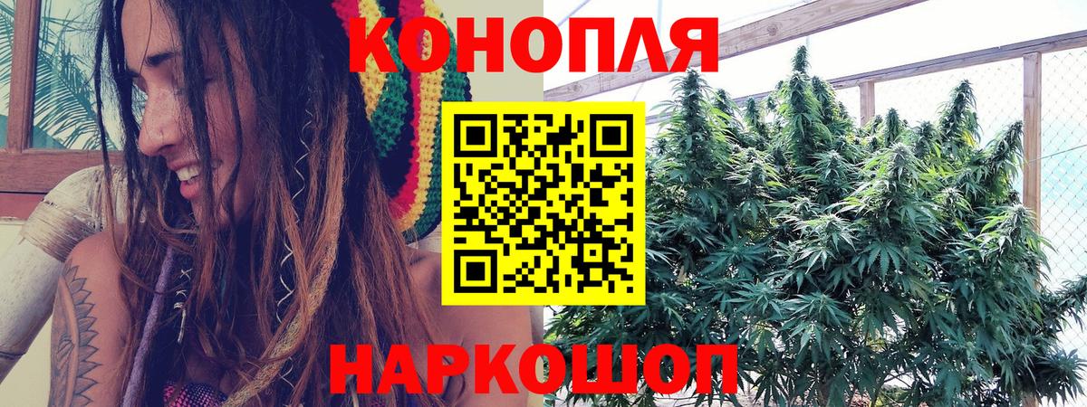 Конопля гибрид Торжок